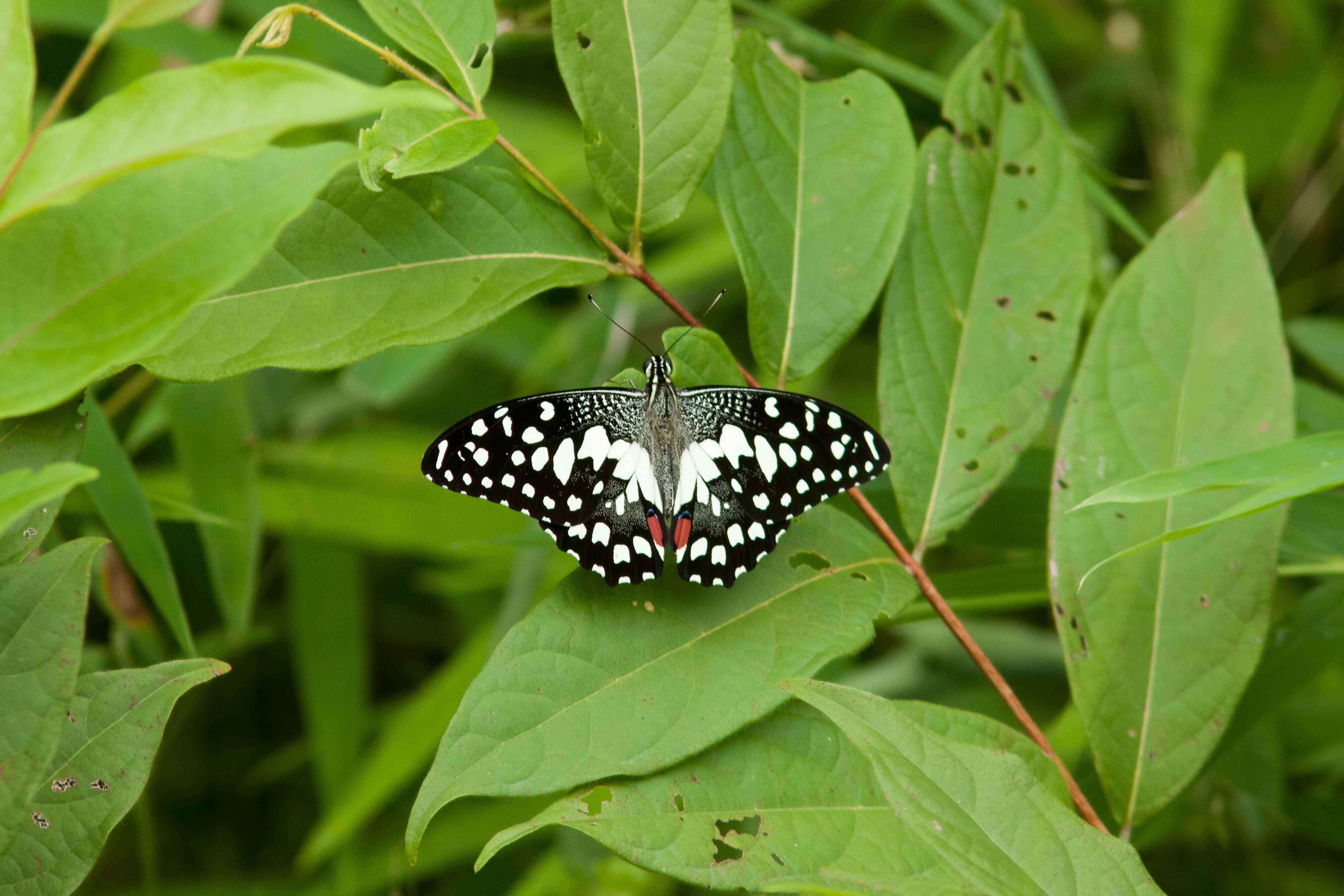 Lime Butterfly